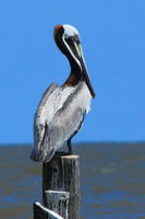 Brown Pelican - Gulfport, Mississippi. Photo by Fred Pflughoft.