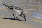 Sanderling - Gulfport, Mississippi. Photo by Fred Pflughoft.