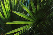 Backlit Palmetto Leaves - Gulf Islands Nat'l. Seashore, Mississippi. Photo by Fred Pflughoft.