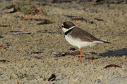 Semipalmated Plover - Gulfport, Mississippi. Photo by Fred Pflughoft.