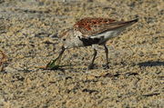 Dunlin - Gulfport, Mississippi. Photo by Fred Pflughoft.