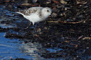 Sanderling - Gulfport, Mississippi. Photo by Fred Pflughoft.