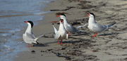 Forster's Tern Quartet - Gulfport, Mississippi. Photo by Fred Pflughoft.