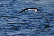 Black Skimmer Cruising the Surf - Gulfport, Mississippi. Photo by Fred Pflughoft.