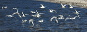 Flock of Terns - Gulfport, Mississippi. Photo by Fred Pflughoft.