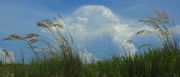 Beach Grasses - Fort Morgan, Alabama. Photo by Fred Pflughoft.