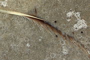 Sand & Feather Detail - Fort Morgan, Alabama. Photo by Fred Pflughoft.