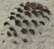 Patterns in the Sand - Fort Morgan, Alabama. Photo by Fred Pflughoft.