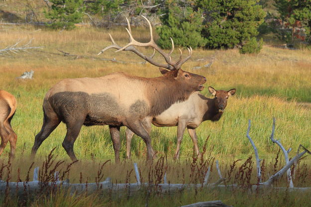 Elk rut in Yellowstone N.P.. Photo by Fred Pflughoft.