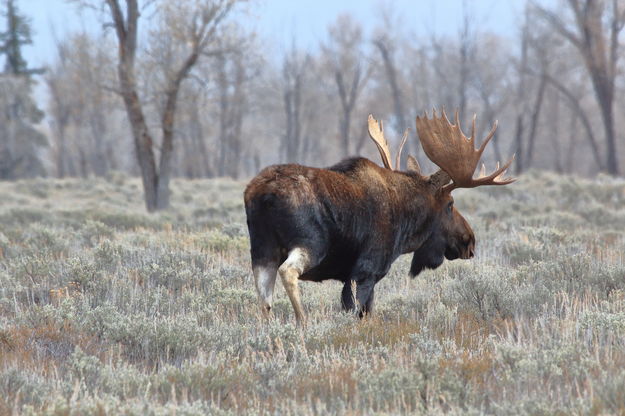 The Mighty Shoshone. Photo by Fred Pflughoft.