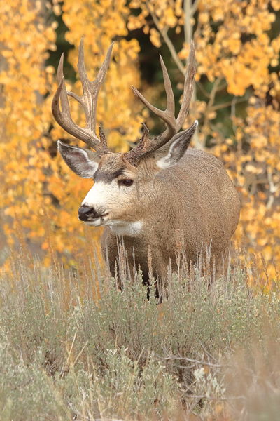 Autumn Mulie. Photo by Fred Pflughoft.