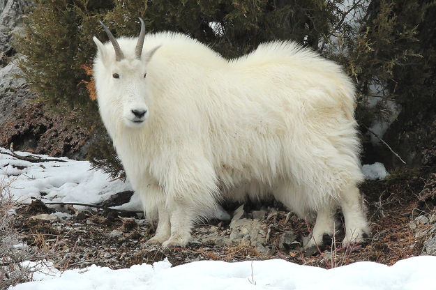 Billie Goat. Photo by Fred Pflughoft.