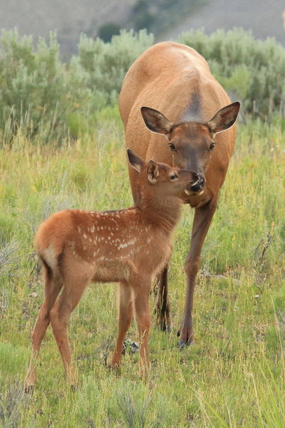 Tender Moment. Photo by Fred Pflughoft.