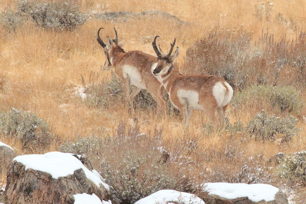 Pronghorn Flurry. Photo by Fred Pflughoft.