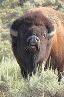 Bully Bison. Photo by Fred Pflughoft.