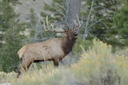 The Herd Bull. Photo by Fred Pflughoft.