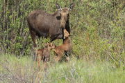 Love My Momma. Photo by Fred Pflughoft.