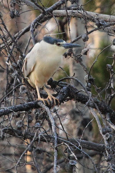 Black-crowned Night Heron. Photo by Fred Pflughoft.