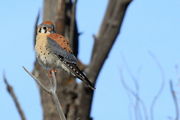 American Kestrel. Photo by Fred Pflughoft.