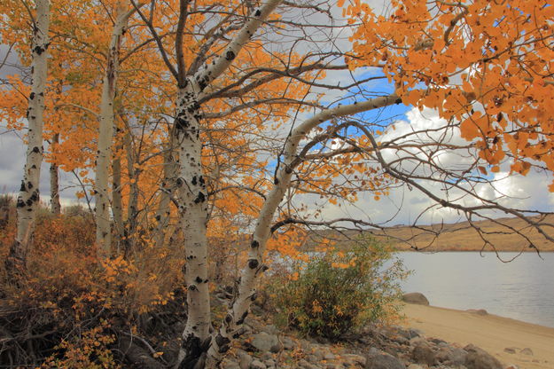 A Canopy of Color. Photo by Fred Pflughoft.