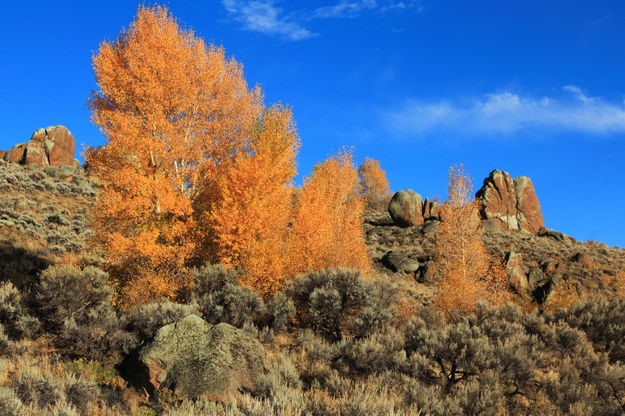 Hillside Colors. Photo by Fred Pflughoft.