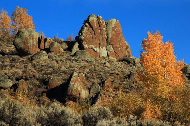 Rock Garden Aspens. Photo by Fred Pflughoft.