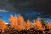 Contrast of Light & Dark. Photo by Fred Pflughoft.