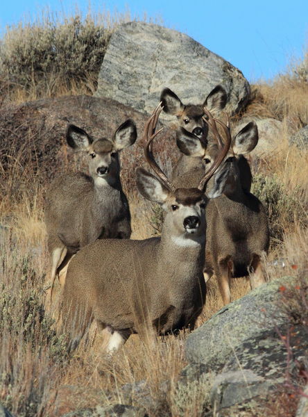 All Eyes on Me. Photo by Fred Pflughoft.