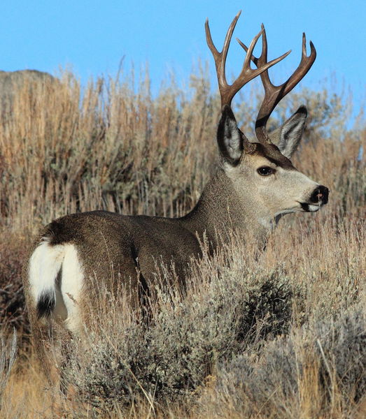 Sagebrush Buck. Photo by Fred Pflughoft.