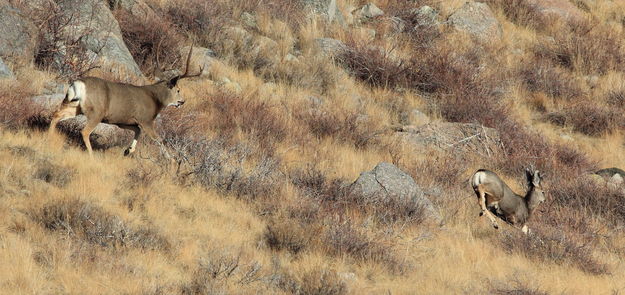 The Chase is On. Photo by Fred Pflughoft.