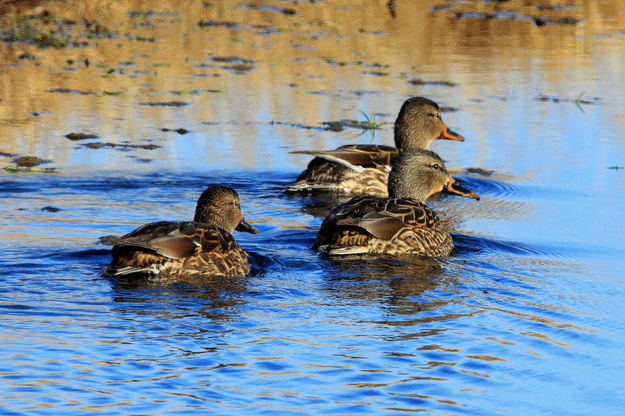 Just Ducky!. Photo by Fred Pflughoft.