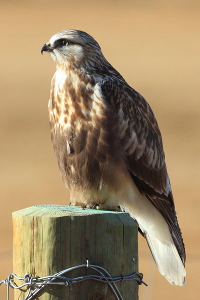 Perched and Posing. Photo by Fred Pflughoft.