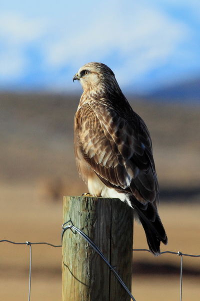 Rough-legged Hawk. Photo by Fred Pflughoft.