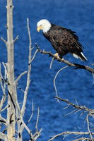 Perched and Poised. Photo by Fred Pflughoft.