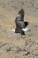 Taking Off. Photo by Fred Pflughoft.