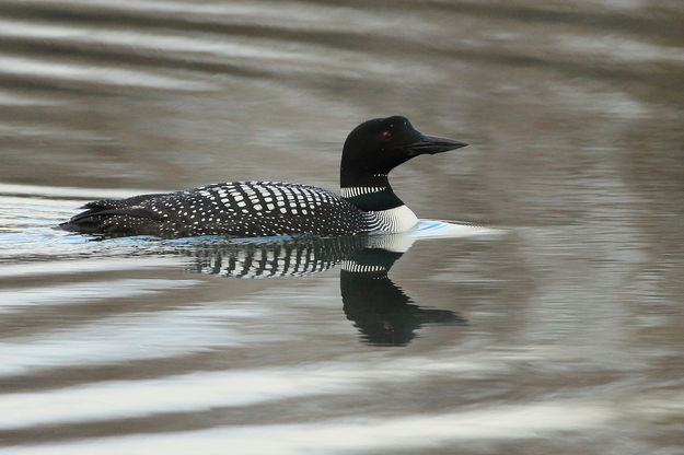 Wake of the Loon. Photo by Fred Pflughoft.