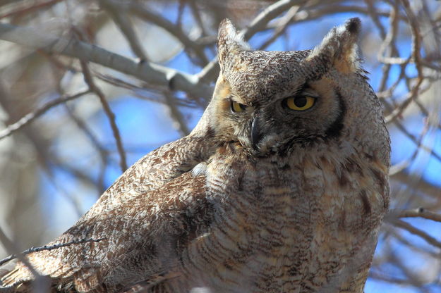 Wise Old Owl. Photo by Fred Pflughoft.