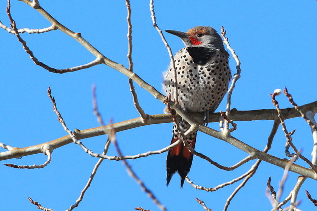 Flicker. Photo by Fred Pflughoft.