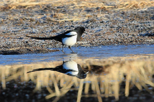 Skating Magpie. Photo by Fred Pflughoft.