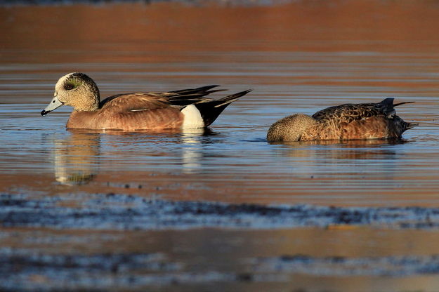 Feeding Widgeon. Photo by Fred Pflughoft.