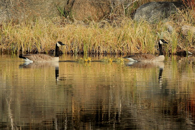 Staying in Line. Photo by Fred Pflughoft.