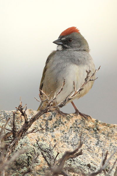 Green-tailed Towhee. Photo by Fred Pflughoft.