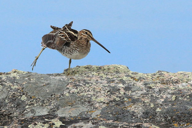 Stretching Snipe. Photo by Fred Pflughoft.