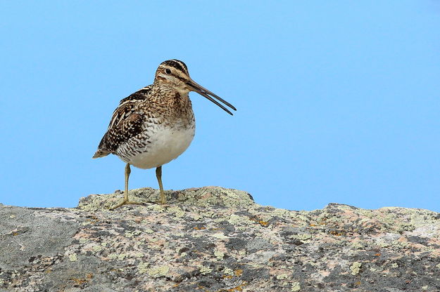 Wilson's Snipe. Photo by Fred Pflughoft.