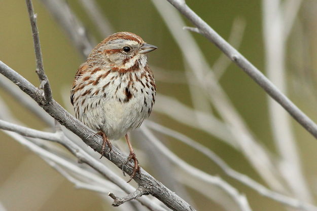 Song Sparrow. Photo by Fred Pflughoft.
