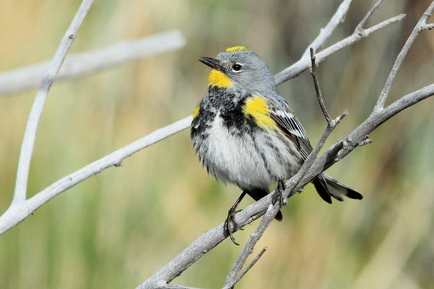 Yellow-rumped Warbler. Photo by Fred Pflughoft.