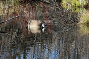 Watersnake or Goose. Photo by Fred Pflughoft.