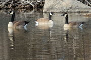 The Three Goosateers. Photo by Fred Pflughoft.