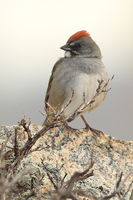 Green-tailed Towhee. Photo by Fred Pflughoft.