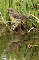 Female Yellow-rumped Warbler. Photo by Fred Pflughoft.